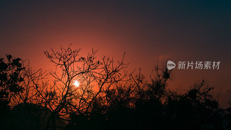 夕阳在Serra negra, Bezerros, Pernambuco，巴西的灌木丛后面